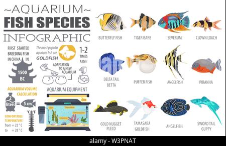 Süßwasser-Aquarium Fisch Rassen Infografik, Symbol Flat Style set isoliert auf Weiss. Vector Illustration Stock Vektor