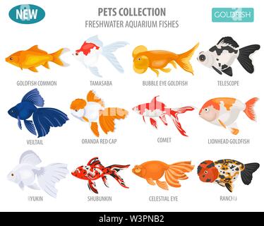Süßwasser-Aquarium Fische Rassen Icon Set Flat Style isoliert auf Weiss. Goldfisch. Erstellen Sie eigene Infografik über Haustiere. Vector Illustration Stock Vektor