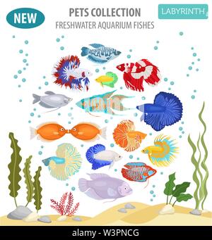 Süßwasser-Aquarium Fische Rassen Icon Set Flat Style isoliert auf Weiss. Labyrinth Fische: betta, gurami. Erstellen Sie eigene Infografik über Haustiere. Vektor i Stock Vektor