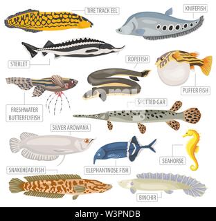 Ungewöhnliche Süßwasser-Aquarium Fisch Rassen Icon Set Flat Style isoliert auf Weiss. Erstellen Sie eigene Infografik über pet. Vector Illustration Stock Vektor