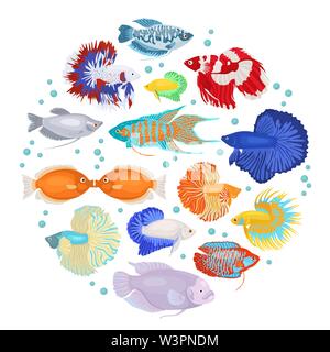 Süßwasser-Aquarium Fische Rassen Icon Set Flat Style isoliert auf Weiss. Labyrinth Fische: betta, gurami. Erstellen Sie eigene Infografik über Haustiere. Vektor i Stock Vektor