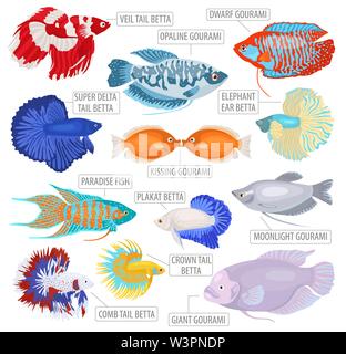 Süßwasser-Aquarium Fische Rassen Icon Set Flat Style isoliert auf Weiss. Labyrinth Fische: betta, gurami. Erstellen Sie eigene Infografik über Haustiere. Vektor i Stock Vektor