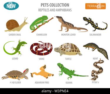 Haustier Reptilien und Amphibien Icon Set Flat Style isoliert auf Weiss. Haus Halten dieser Tiere Kollektion. Erstellen Sie eigene Infografik über Haustiere. Vektor il Stock Vektor