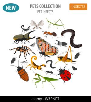 Pet Insekten Rassen Icon Set Flat Style isoliert auf Weiss. Haus halten Wanzen, Käfer, Sticks, Spinnen und andere Sammlung. Eigene Infografik ab Erstellen Stock Vektor