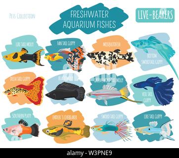Süßwasserfische Rassen Icon Set Flat Style isoliert auf Weiss. Lebendgebärende Aquarienfische. Erstellen Sie eigene Infografik über Haustiere. Vector Illustration Stock Vektor
