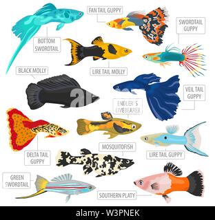 Süßwasserfische Rassen Icon Set Flat Style isoliert auf Weiss. Lebendgebärende Aquarienfische. Erstellen Sie eigene Infografik über Haustiere. Vector Illustration Stock Vektor