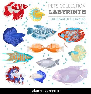 Süßwasser-Aquarium Fische Rassen Icon Set Flat Style isoliert auf Weiss. Labyrinth Fische: betta, gurami. Erstellen Sie eigene Infografik über Haustiere. Vektor i Stock Vektor