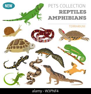 Haustier Reptilien und Amphibien Icon Set Flat Style isoliert auf Weiss. Haus Halten dieser Tiere Kollektion. Erstellen Sie eigene Infografik über Haustiere. Vektor il Stock Vektor