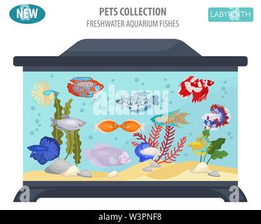 Süßwasser-Aquarium Fische Rassen Icon Set Flat Style isoliert auf Weiss. Labyrinth Fische: betta, gurami. Erstellen Sie eigene Infografik über Haustiere. Vektor i Stock Vektor