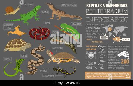 Haustier Reptilien und Amphibien Icon Set Flat Style isoliert auf Weiss. Haus Halten dieser Tiere Kollektion. Erstellen Sie eigene Infografik über Haustiere. Vektor il Stock Vektor