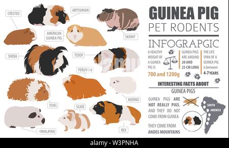 Meerschweinchen Rassen Infografik Vorlage, Icon Set Flat Style isoliert. Nagetiere Sammlung. Erstellen Sie eigene Infografik über Haustiere. Vector Illustration Stock Vektor