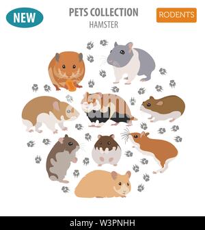 Hamster Rassen Icon Set Flat Style isoliert auf Weiss. Nagetiere Sammlung. Erstellen Sie eigene Infografik über Haustiere. Vector Illustration Stock Vektor