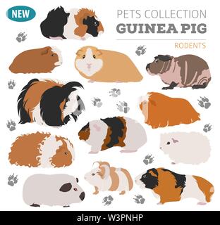 Meerschweinchen Rassen Icon Set Flat Style isoliert auf Weiss. Nagetiere Sammlung. Erstellen Sie eigene Infografik über Haustiere. Vector Illustration Stock Vektor