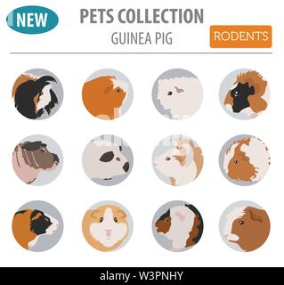 Meerschweinchen Rassen Icon Set Flat Style isoliert auf Weiss. Nagetiere Sammlung. Erstellen Sie eigene Infografik über Haustiere. Vector Illustration Stock Vektor