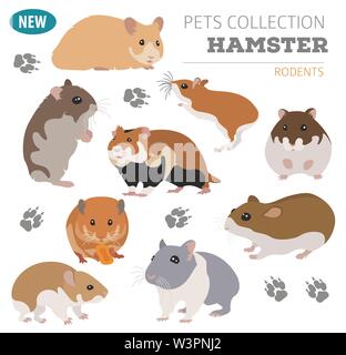 Hamster Rassen Icon Set Flat Style isoliert auf Weiss. Nagetiere Sammlung. Erstellen Sie eigene Infografik über Haustiere. Vector Illustration Stock Vektor