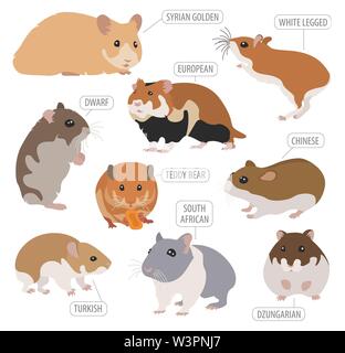 Hamster Rassen Icon Set Flat Style isoliert auf Weiss. Nagetiere Sammlung. Erstellen Sie eigene Infografik über Haustiere. Vector Illustration Stock Vektor