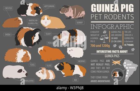 Meerschweinchen Rassen Infografik Vorlage, Icon Set Flat Style isoliert. Nagetiere Sammlung. Erstellen Sie eigene Infografik über Haustiere. Vector Illustration Stock Vektor