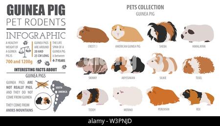 Meerschweinchen Rassen Infografik Vorlage, Icon Set Flat Style isoliert. Nagetiere Sammlung. Erstellen Sie eigene Infografik über Haustiere. Vector Illustration Stock Vektor