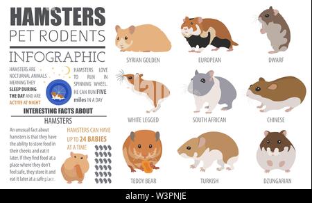 Hamster Rassen Icon Set Flat Style isoliert auf Weiss. Nagetiere Sammlung. Erstellen Sie eigene Infografik über Haustiere. Vector Illustration Stock Vektor