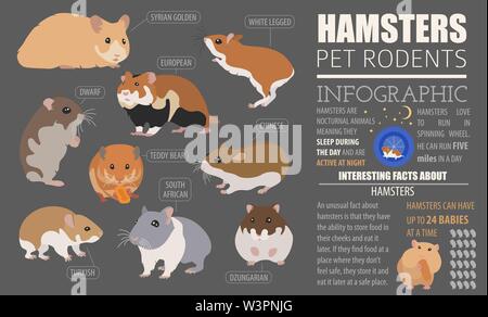 Hamster Rassen Icon Set Flat Style isoliert auf Weiss. Nagetiere Sammlung. Erstellen Sie eigene Infografik über Haustiere. Vector Illustration Stock Vektor