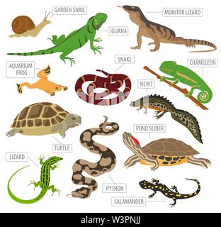 Haustier Reptilien und Amphibien Icon Set Flat Style isoliert auf Weiss. Haus Halten dieser Tiere Kollektion. Erstellen Sie eigene Infografik über Haustiere. Vektor il Stock Vektor