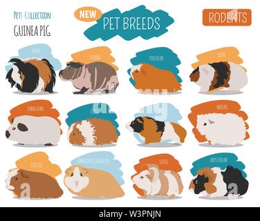 Meerschweinchen Rassen Icon Set Flat Style isoliert auf Weiss. Nagetiere Sammlung. Erstellen Sie eigene Infografik über Haustiere. Vector Illustration Stock Vektor