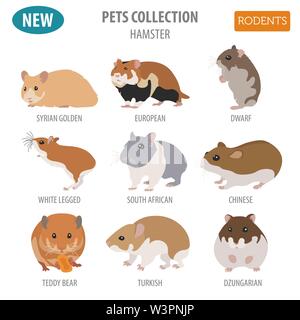 Hamster Rassen Icon Set Flat Style isoliert auf Weiss. Nagetiere Sammlung. Erstellen Sie eigene Infografik über Haustiere. Vector Illustration Stock Vektor