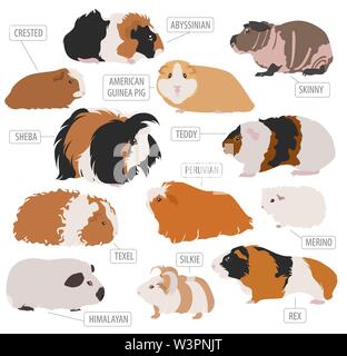 Meerschweinchen Rassen Icon Set Flat Style isoliert auf Weiss. Nagetiere Sammlung. Erstellen Sie eigene Infografik über Haustiere. Vector Illustration Stock Vektor