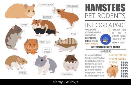 Hamster Rassen Icon Set Flat Style isoliert auf Weiss. Nagetiere Sammlung. Erstellen Sie eigene Infografik über Haustiere. Vector Illustration Stock Vektor