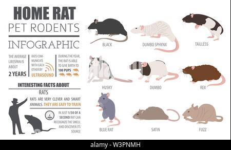 Ratte Rassen Infografik Vorlage, Icon Set Flat Style isoliert. Nagetiere Sammlung. Erstellen Sie eigene Infografik über Haustiere. Vector Illustration Stock Vektor