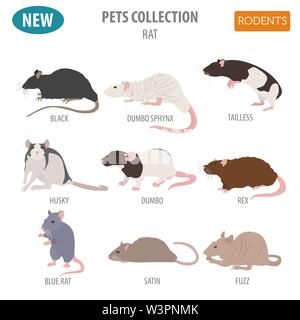 Ratte Rassen Icon Set Flat Style isoliert auf Weiss. Nagetiere Sammlung. Erstellen Sie eigene Infografik über Haustiere. Vector Illustration Stock Vektor