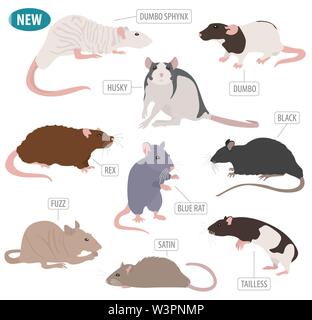 Ratte Rassen Icon Set Flat Style isoliert auf Weiss. Nagetiere Sammlung. Erstellen Sie eigene Infografik über Haustiere. Vector Illustration Stock Vektor