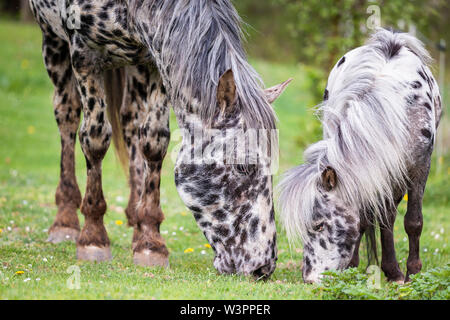 Knabstrup Pferd und Shetland Pony, Miniatur Appaloosa. Zwei Hengste Beweidung zusammen. Deutschland Stockfoto