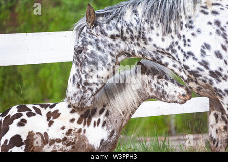 Knabstrup Pferd und Shetland Pony, Miniatur Appaloosa. Zwei Hengste schnüffeln an einander in einem Reitplatz. Deutschland Stockfoto