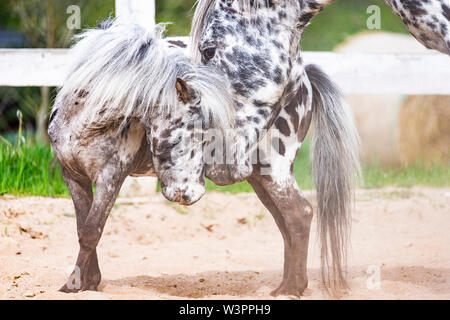 Knabstrup Pferd und Shetland Pony, Miniatur Appaloosa. Zwei Hengste schnüffeln an einander in einem Reitplatz. Deutschland Stockfoto