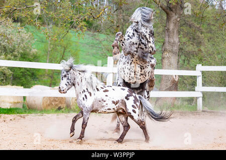 Knabstrup Pferd und Shetland Pony, Miniatur Appaloosa. Zwei Hengste Kämpfe in einem Reitplatz. Deutschland Stockfoto