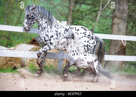 Knabstrup Pferd und Shetland Pony, Miniatur Appaloosa. Zwei Hengste, die in einem Reitplatz. Deutschland Stockfoto