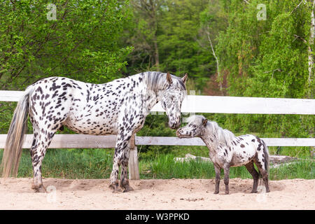 Knabstrup Pferd und Shetland Pony, Miniatur Appaloosa. Zwei Hengste schnüffeln an einander in einem Reitplatz. Deutschland Stockfoto