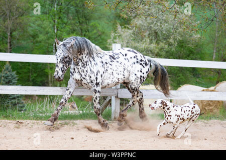 Knabstrup Pferd Dalmatiner. Hengst und Hund läuft in einem Reitplatz. Deutschland Stockfoto