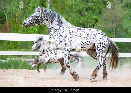 Knabstrup Pferd und Shetland Pony, Miniatur Appaloosa. Zwei Hengste, die in einem Reitplatz. Deutschland Stockfoto