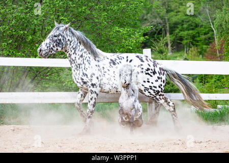 Knabstrup Pferd und Shetland Pony, Miniatur Appaloosa. Zwei Hengste Kämpfe in einem Reitplatz. Deutschland Stockfoto