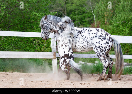 Knabstrup Pferd und Shetland Pony, Miniatur Appaloosa. Zwei Hengste Kämpfe in einem Reitplatz. Deutschland Stockfoto