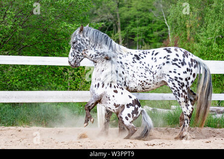 Knabstrup Pferd und Shetland Pony, Miniatur Appaloosa. Zwei Hengste Kämpfe in einem Reitplatz. Deutschland Stockfoto