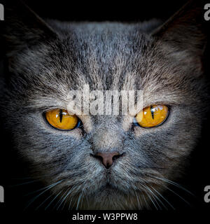 Close up Home grau britische Katze Portrait mit gelben Augen. Niedliche pelzige Gesicht mit Whisker im Detail mit Studio schwarzen Hintergrund angezeigt. Starke Katze. Stockfoto