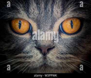 Close up Home grau britische Katze Portrait mit gelben Augen. Niedliche pelzige Gesicht mit Whisker im Detail mit Studio schwarzen Hintergrund angezeigt. Starke Katze. Stockfoto