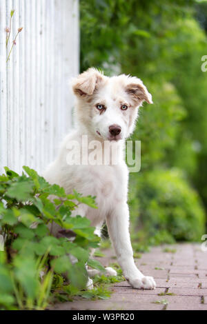 Border Collie. Welpe (Hündin, 15 Wochen alt) sitzt neben dem Zaun auf der Straße. Deutschland Stockfoto