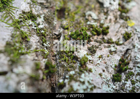 In der Nähe von Moos auf alten Nussbaum Rinde Stockfoto