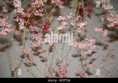 Rosa gypsophila, Berlin Stockfoto