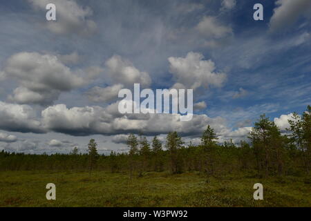 Üppigen weißen Wolken im blauen Morgenhimmel über niedrige Sumpf Pinien Stockfoto