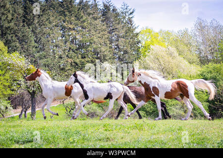 American Paint Horse. Juvenile Hengste gallopieren auf einer Weide im Frühling. Deutschland Stockfoto